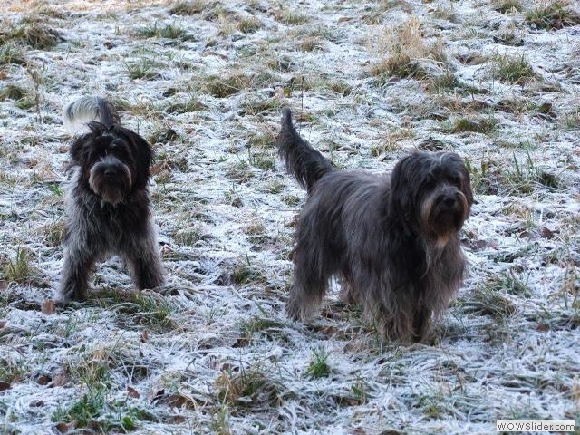 Milly & Gina beim Spielen - heute Frisbee