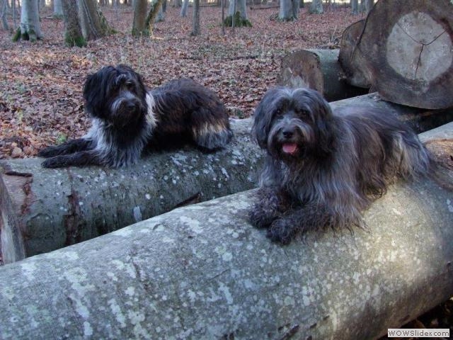 Milly & Gina im Wald