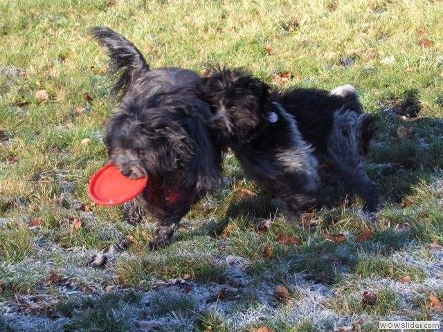 Gina hat die Frisbeescheibe