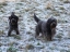 Milly & Gina beim Spielen - heute Frisbee