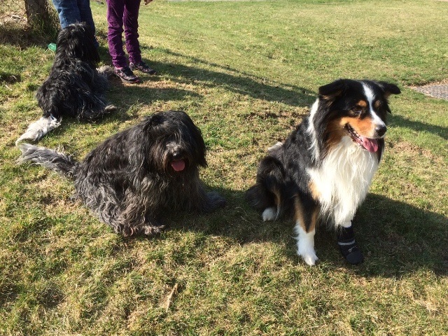 Gassirunde mit Balduin