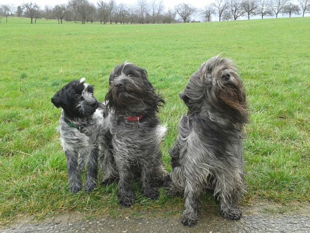 Frühlingsgrüße Nele, Milly & Gina